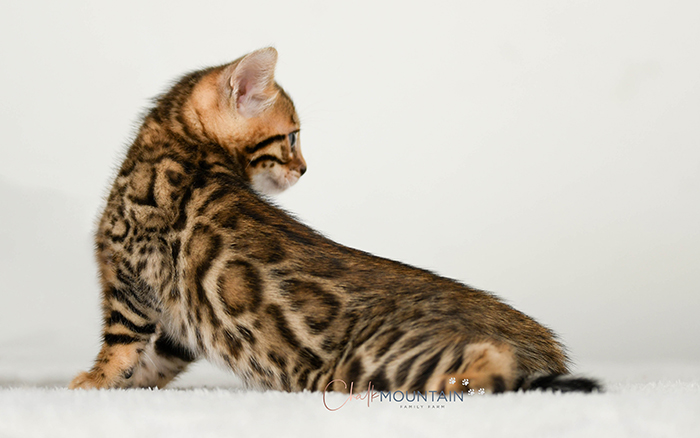 Bengal kitten for sale